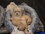 Puppies - Bichon x Shih Tzu Carousel 3