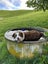 Tommy The Gentle Giant Needs A Forever Home Carousel 2