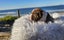 American Bullys Puppies Carousel 4