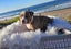 American Bullys Puppies Carousel 8