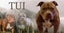 American Bullys Puppies Carousel 12