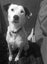 Pound Paws Rescue - Lillie, Oamaru Carousel 4