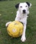 Pound Paws Rescue - Lillie, Oamaru Carousel 3