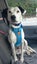 Pound Paws Rescue - Lillie, Oamaru Carousel 2