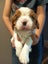 Cavalier King Charles puppies Carousel 11