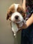 Cavalier King Charles puppies Carousel 9