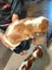 Cavalier King Charles puppies Carousel 10