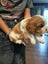 Cavalier King Charles puppies Carousel 12