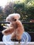 GROUP OF 5 AWARD WINNING COLLECTIBLE TEDDY BEARS Carousel 3