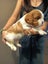 Cavalier King Charles puppies Carousel 13