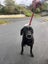 Labrador dog Carousel 2