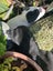 Puppies Carousel 4