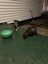 Amstaff cross Carousel 4
