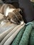 Amstaff cross Carousel 3