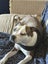 Amstaff cross Carousel 8