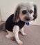 35cm Warm Cable Knit Jumpers - sml dog Carousel 2