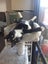 Max the cat Carousel 3
