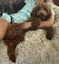 Labradoodle puppies. Carousel 3