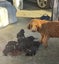 Labradoodle puppies. Carousel 6