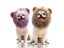 Halloween Pet Dog Lion Mane Wig Hair Christmas Dog Wig Hair Costume Fancy Party Carousel 3