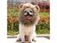 Halloween Pet Dog Lion Mane Wig Hair Christmas Dog Wig Hair Costume Fancy Party Carousel 4