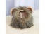 Halloween Pet Dog Lion Mane Wig Hair Christmas Dog Wig Hair Costume Fancy Party Carousel 6