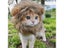 New Cute Funny Pets Clothes Cap Cute Cat Wig Lion Mane Costume Cosplay Kitten Carousel 5