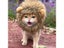 New Cute Funny Pets Clothes Cap Cute Cat Wig Lion Mane Costume Cosplay Kitten Carousel 6
