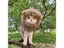 New Cute Funny Pets Clothes Cap Cute Cat Wig Lion Mane Costume Cosplay Kitten Carousel 7