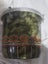 Small ethnic drums. 9" and 5 1/2 " diameter. Look amazing. Sound great. Carousel 10