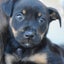Auckland Puppy Rescue - PLUTO ( female) Carousel 1