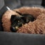 Auckland Puppy Rescue - PLUTO ( female) Carousel 2