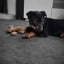 Auckland Puppy Rescue - PLUTO ( female) Carousel 5
