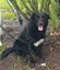 Labrador x Collie (female) Carousel 2
