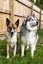 Looking for a loving home for 2 dogs Carousel 1