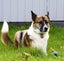 Looking for a loving home for 2 dogs Carousel 3