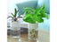 Mini Hydroponic Flower Pot Home Vase Decor Transparent Imitation Glass Soilless Carousel 4
