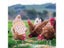 1PC Hen Apron Elastic Chicken Saddle Feather Protector Adjustable Pet Clothes Carousel 5