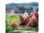 1PC Hen Apron Elastic Chicken Saddle Feather Protector Adjustable Pet Clothes Carousel 6