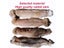 Hunting Dog Biting Toys Simulation Rabbit Interactive Dog Sound Toy For Whippet Carousel 5