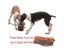 Hunting Dog Biting Toys Simulation Rabbit Interactive Dog Sound Toy For Whippet Carousel 6