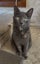 CAT RESCUE CHRISTCHURCH - Ready for Adoption - Pippa Carousel 1