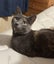 CAT RESCUE CHRISTCHURCH - Ready for Adoption - Pippa Carousel 2