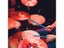 1Pair 12 Colors Changing 5A Acrylic Drum Sticks Colorful Luminous LED Jazz Carousel 3