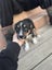 Puppies Carousel 4
