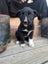 Puppies Carousel 3