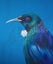 Azure Tui - Fine art A2 print Carousel 2