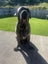 Neapolitian Mastiff Carousel 1