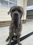 Neapolitian Mastiff Carousel 2