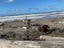Neapolitian Mastiff Carousel 3